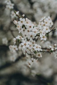Close up of spring flowering white apple tree branch Stock Photos