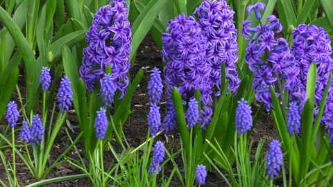 Close up of Spring flowers background grape hyacinth muscari nature outdoor blue Stock Footage 247275361
