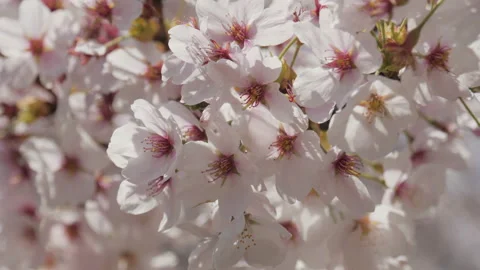 Close up spring flowers blooming with sunlight Stock Footage 172002856