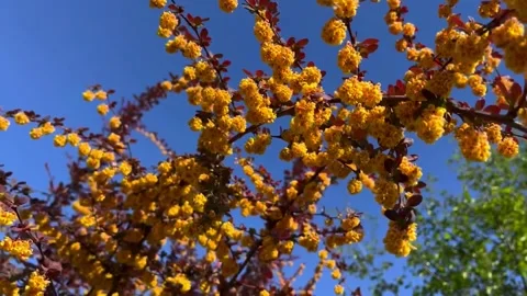 Close up spring flowers in flowering forest. Untouched beauty of nature in Stock Footage 279720881