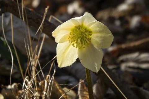 Close-up of spring flowers in the forest Stock Photos