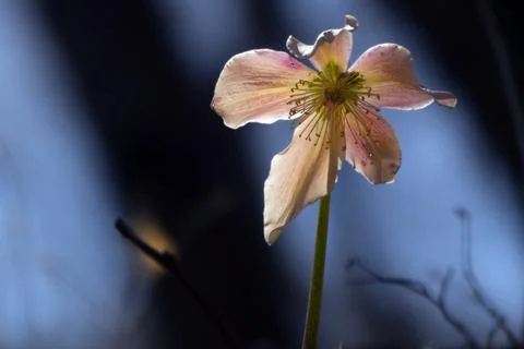 Close-up of spring flowers in the forest Stock Photos
