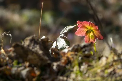 Close-up of spring flowers in the forest Stock Photos