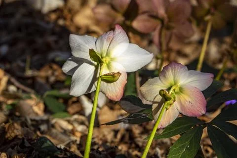 Close-up of spring flowers in the forest Stock Photos