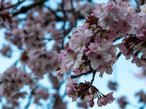 Close up of the spring flowers. Stock Photos