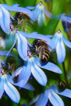 Close-up of spring fluffy bee in blue flower cowslip Scilla Fotos Stock