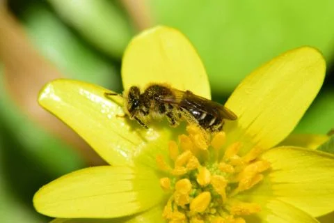 Close-up spring fluffy brown bee Andrena denticulata on buttercup flower Fica Stock Photos
