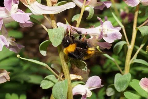 Close-up of spring fluffy Bumblebee Bombus lucorum 写真素材