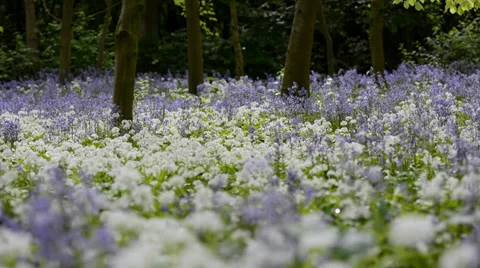 Close up of a spring forest full of blooming wild flowers Stock Footage 37558100