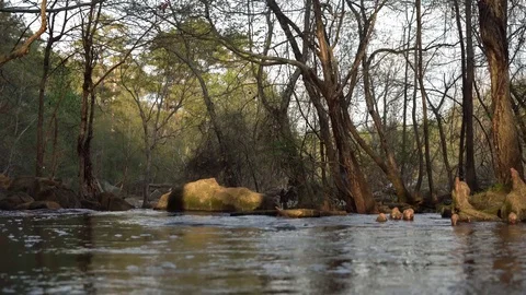 Close Up of Spring Forest Stream Stock Footage 114890722