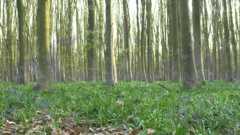 Close up of spring forest turning into blooming green forest with bluebells Stock Footage 172148666
