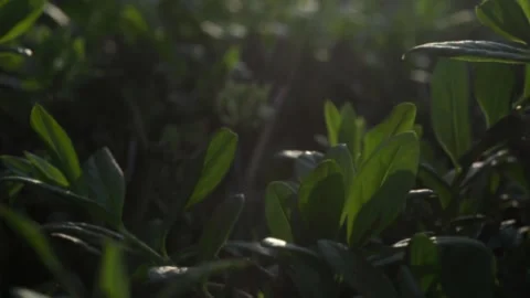 Close up spring fresh green leaves on bush in contrast sun light Stock Footage 306925958