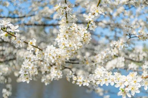 Close-up of spring fruit tree blossoms on horizontal branches against a lig.. Stock Photos