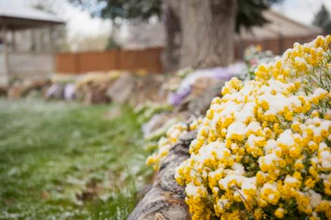 Close-up of spring garden in backyard, covered in snow, USA Stock Photos