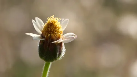 Close-up spring grass flowers in meadow field Stock Footage 191969060