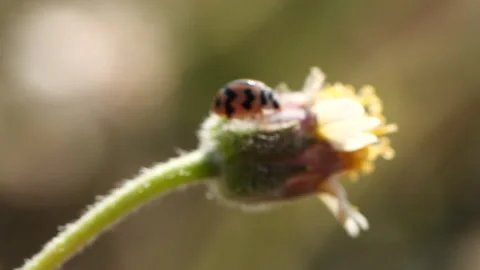 Close-up spring grass flowers in meadow field Stock Footage 191969174