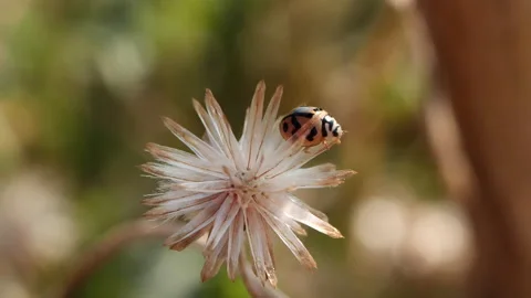 Close-up spring grass flowers in meadow field Stock Footage 191969878