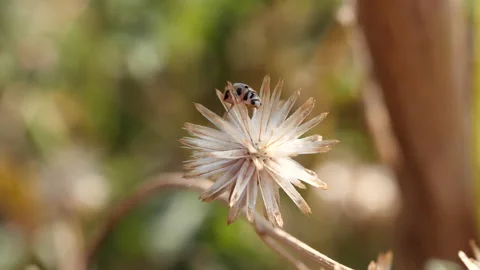Close-up spring grass flowers in meadow field Stock Footage 191970842