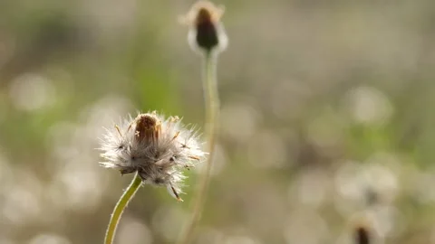 Close-up spring grass flowers in meadow field Stock Footage 191970866
