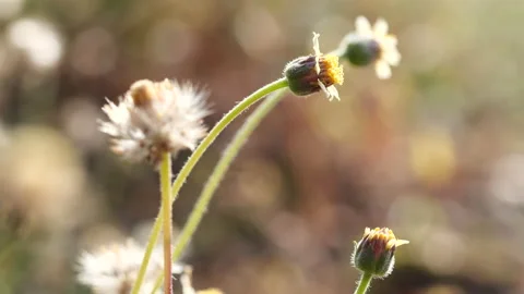 Close-up spring grass flowers in meadow field Stock Footage 191972244