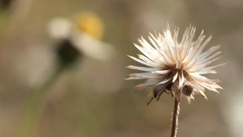 Close-up spring grass flowers in meadow field Stock Footage 191972644