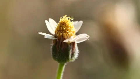 Close-up spring grass flowers in meadow field Stock Footage 191973052