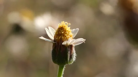 Close-up spring grass flowers in meadow field Stock Footage 191973064