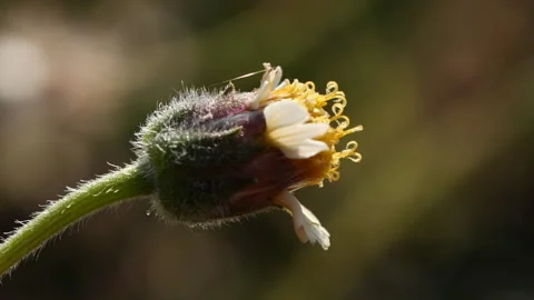 Close-up spring grass flowers in meadow field Stock Footage 191973493