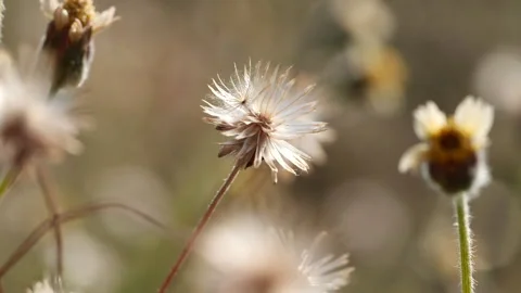 Close-up spring grass flowers in meadow field Stock Footage 191973609