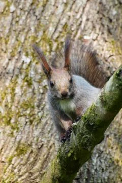Close-up of spring gray squirrel Sciurus vulgaris on tree branch Stock Photos
