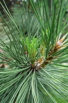 Close-up of the spring growing branch of pine of the Alpine Pinus montana  Stock Photos