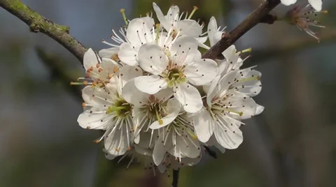 Close up spring Hedge Hawthorn Flowers Blooming in Spring Sunshine Video stock 50337041