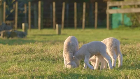 Close up of spring lambs in the foreground of a field Stock Footage 249257184