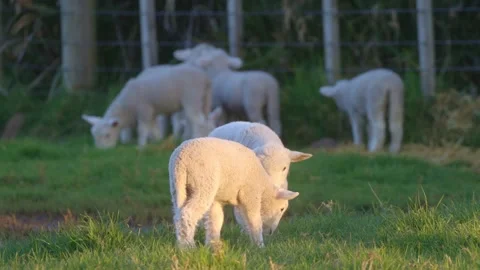 Close up of spring lambs in the foreground of a field 库存影片 249257640