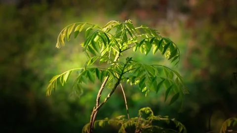 Close-Up of Spring Leaves Sprouting after Winter. Stock Footage 329999992