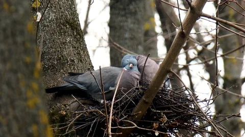 Close up. Spring mating games of birds in the nest. Stock Footage 105145218