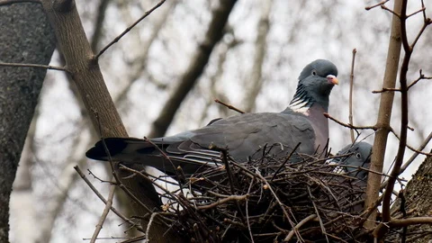 Close up. Spring mating games of birds in the nest. Stock Footage 105145307