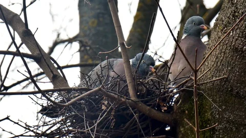 Close up. Spring mating games of birds in the nest. Stock Footage 105145313