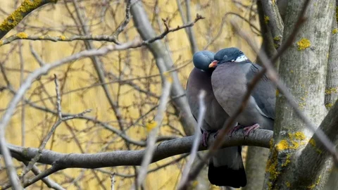Close up. Spring mating games of birds in the nest. Stock Footage 105145347