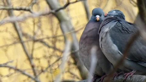 Close up. Spring mating games of birds in the nest. Stock Footage 105145626