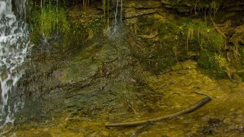 Close-up of spring mountain stream  in the Carpathian mountains. Vídeo Stock 81117679