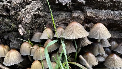 Close-up of spring mushrooms in the forest Stock Photos