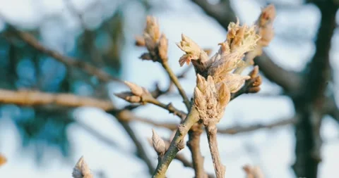 Close up of spring oak tree buds beginning to open, essence of early spring Stock-Footage 332541722