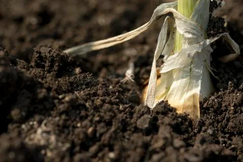 Close up Spring onion planted on the soil of Thai farmers. Stock Photos
