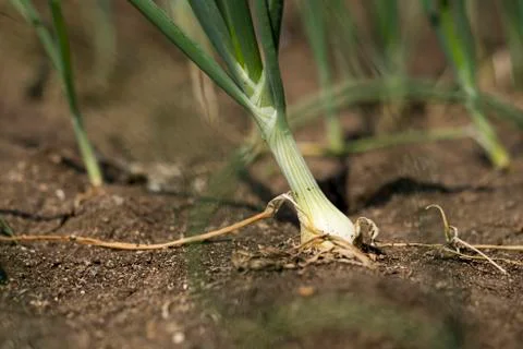 Close up Spring onion planted on the soil of Thai farmers. Stock Photos