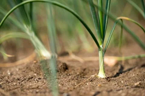 Close up Spring onion planted on the soil of Thai farmers. Stock Photos