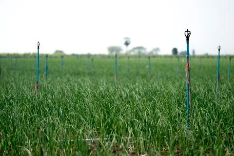 Close up Spring onion planted on the soil of Thai farmers. Stock Photos