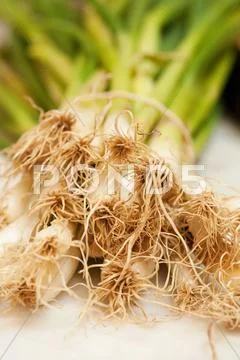 Close Up Of Spring Onion Roots