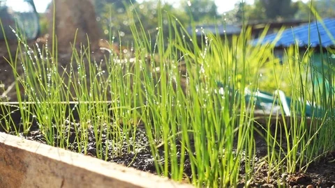 Close up of spring onions growth in vegetable garden morning Stock Footage 76020393