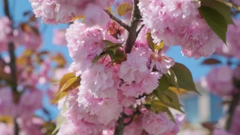 Close up of spring pink cherry blossoming flowers or sakura Stock Footage 260841248
